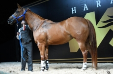 Wesley Safadão reúne investidores e apreciadores do cavalo Quarto de Milha e bate recorde de faturamento