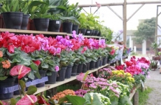 Agromania Garden Center