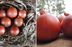 Epagri pesquisa cebola sadia: bom para o agricultor e para o consumidor