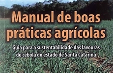 Pesquisas da Epagri com adubação e nutrição de cebola são referências para o Brasil