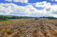 Cultivo de cereais de inverno cresce na região