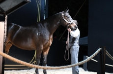 Wesley Safadão reúne investidores e apreciadores do cavalo Quarto de Milha e bate recorde de faturamento