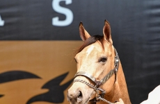 Wesley Safadão reúne investidores e apreciadores do cavalo Quarto de Milha e bate recorde de faturamento