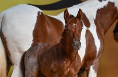 Wesley Safadão reúne investidores e apreciadores do cavalo Quarto de Milha e bate recorde de faturamento