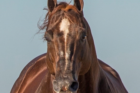 Filhos do primeiro garanhão Superhorse a chegar ao Brasil vão a leilão